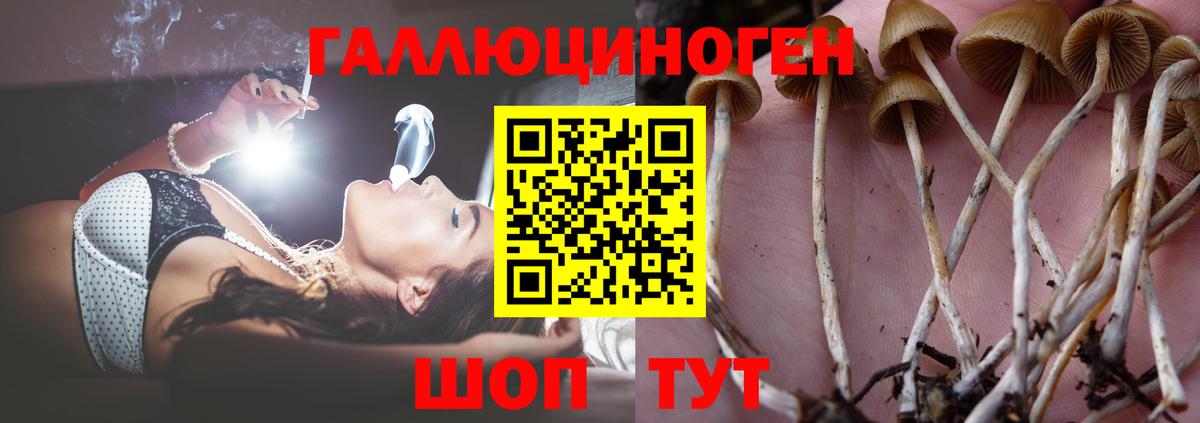 цены наркотик  Галлюциногенные грибы GOLDEN TEACHER  Вход с VPN  Коркино 